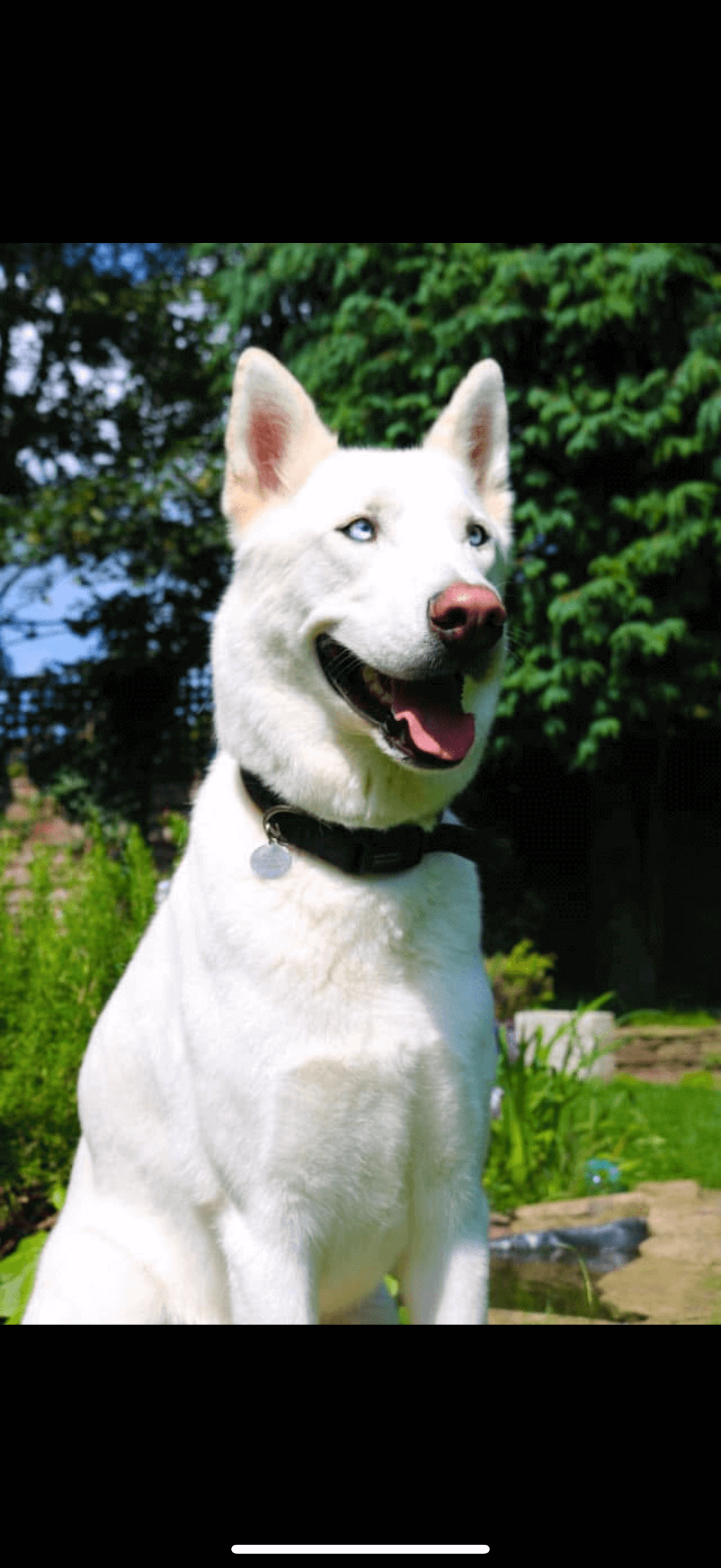happy large white dog in a sunny garden after using our pet care