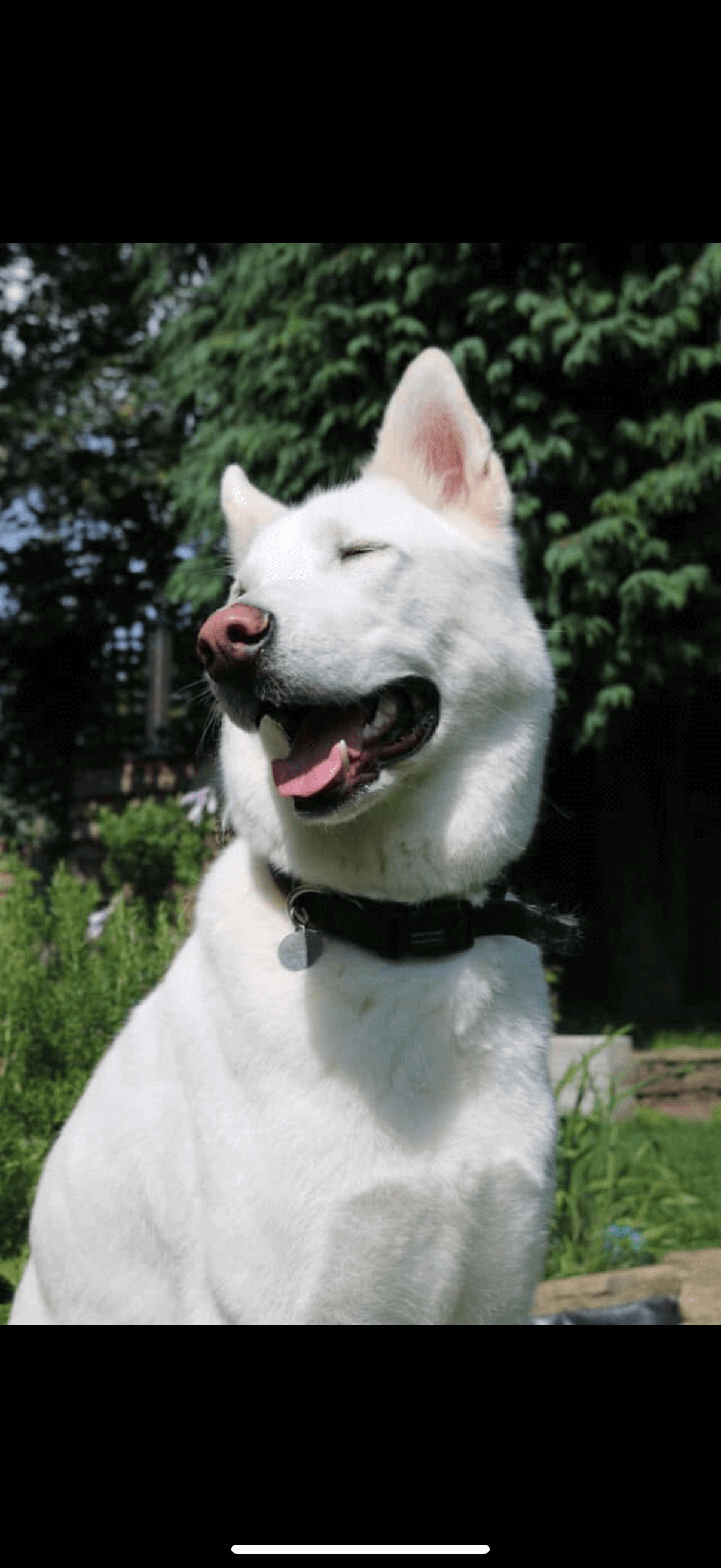 happy large white dog in a sunny garden after using our pet care