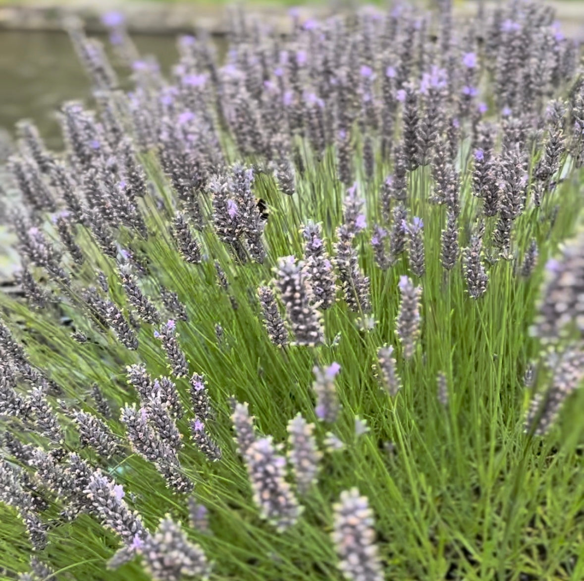 Close-up of a field of lavender plants with a blurred background