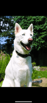 happy dog