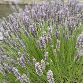 pure and natural lavender 